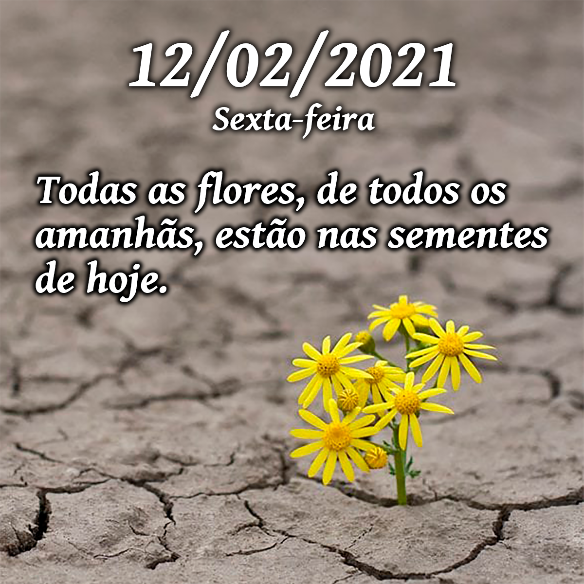 mensagem de 12 de fevereiro - Todas as flores, de todos os amanhãs, estão nas sementes de hoje